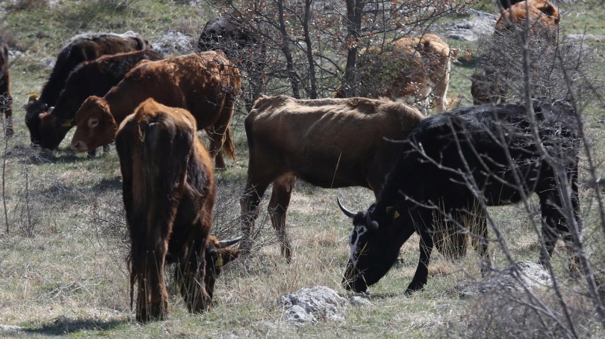 U Njemačkoj se pojavila slinavka i šap. Hrvatska najavila hitne mjere