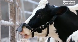 Kako spriječiti krave da emitiraju toliko opasnog metana?
