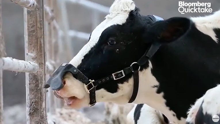 Kako spriječiti krave da emitiraju toliko opasnog metana? Napravili su im maske