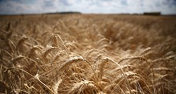 Rusija obustavila izvoz žitarica do 1. srpnja