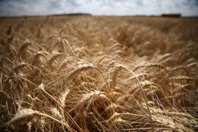 Rusija je najveći svjetski izvoznik pšenice, do 1. 7. je neće izvoziti