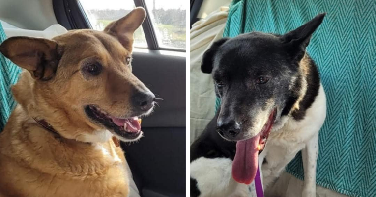 Ova dva psa spašena su iz Ukrajine, žena ih je do skloništa vozila više od 24 sata