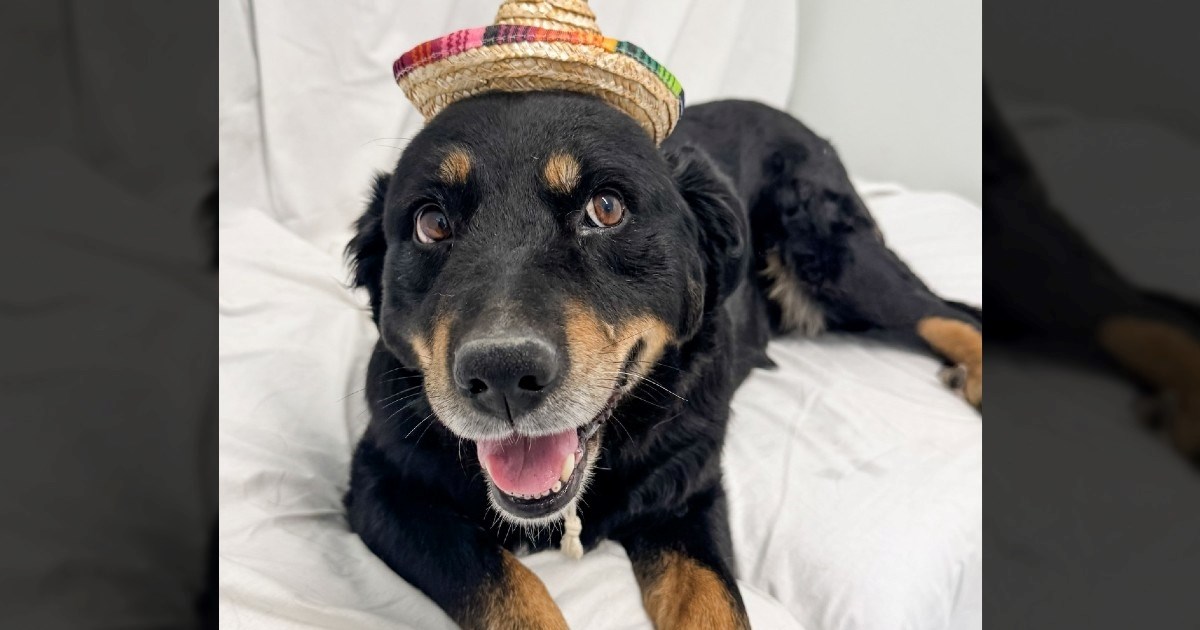 Dobra Zoe traži dom. Kada su je tek pronašli od gladi je tražila hranu u kontejneru