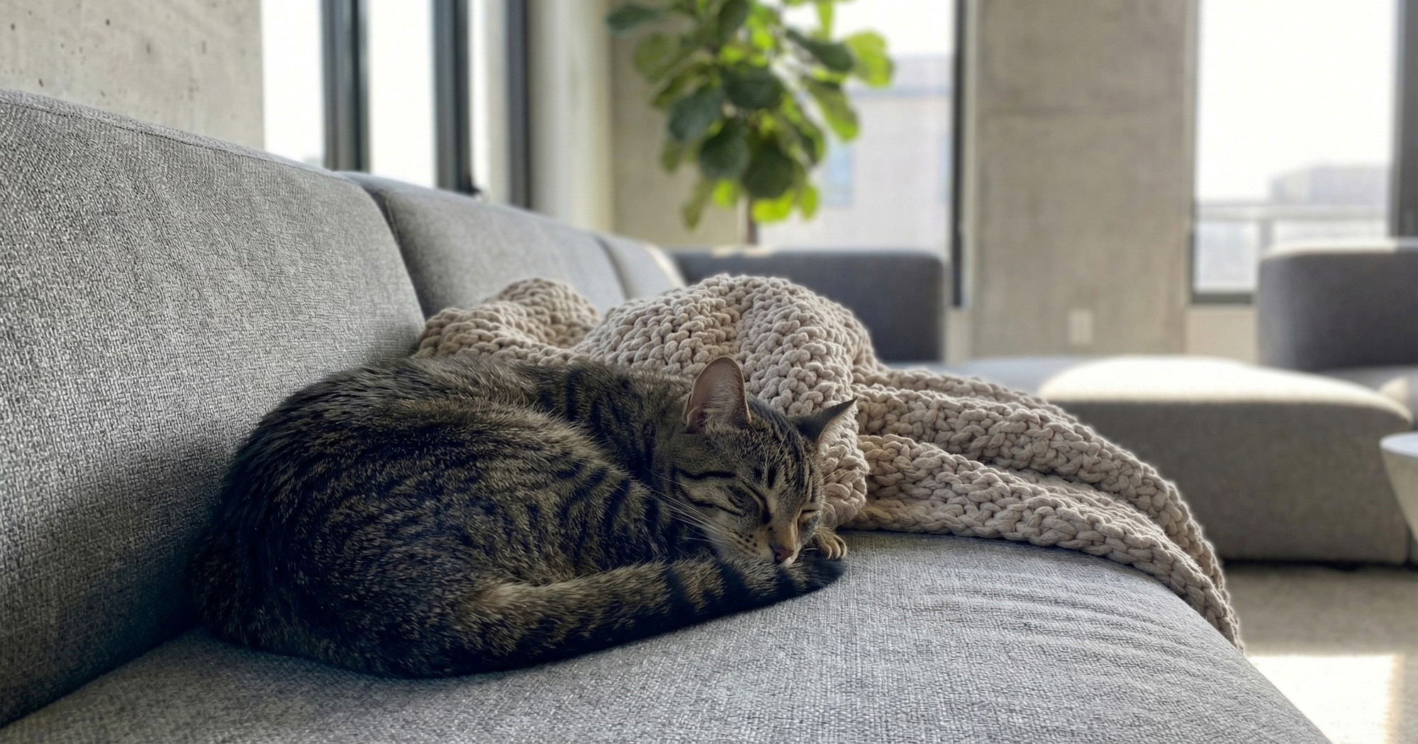 Zašto mačke toliko spavaju i kad se trebate zabrinuti?