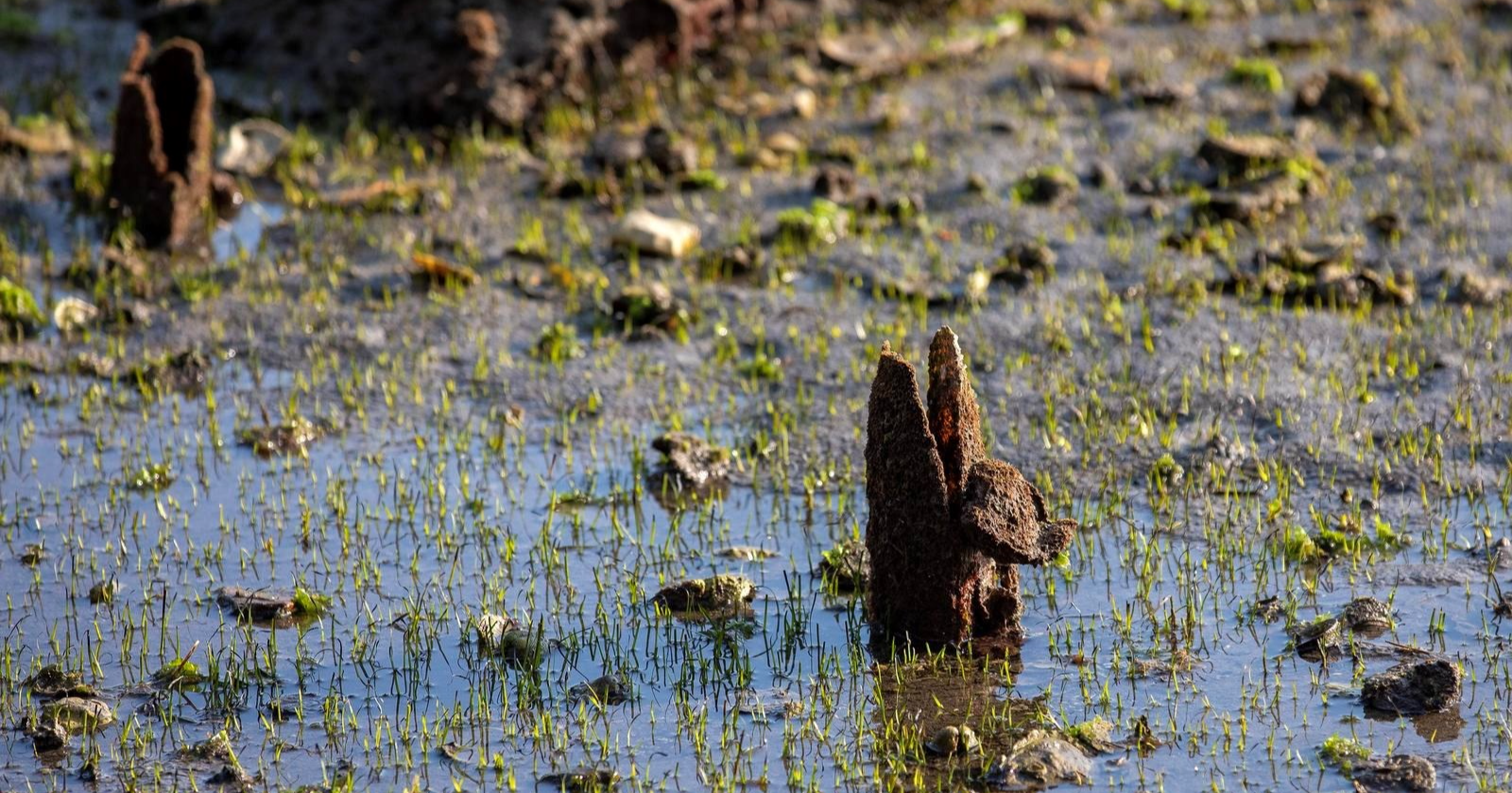 Oseka u pulskoj lučici otkrila davno uginule periske