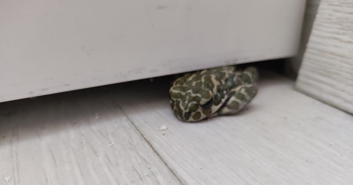 Zagrebački fitness centar pozvao pomoć zbog zmije, evo koji je stvor dočekao ekipu