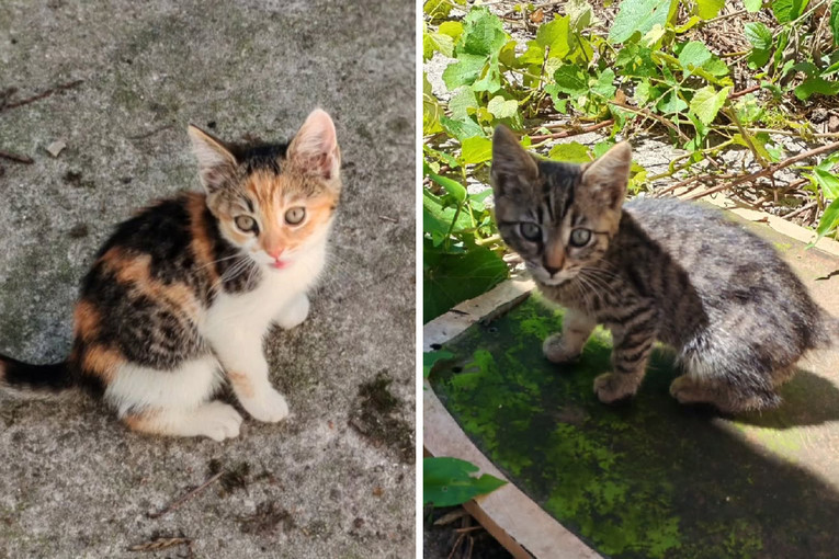 Dvije malene mace s Trešnjevke traže dom