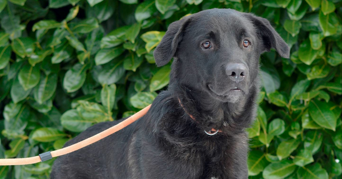 Umiljati pas Hades čeka na udomljenje. Dobro se slaže s drugim psima