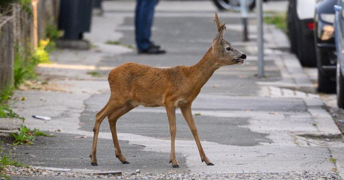 Srndać koji je lutao Novim Zagrebom napokon je uhvaćen i pušten u prirodu