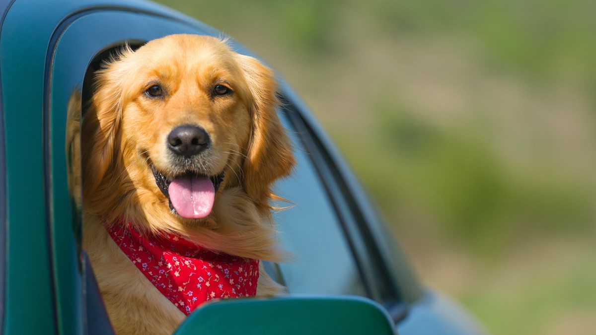 Život bez psa bio bi dosadan, saznajte zašto