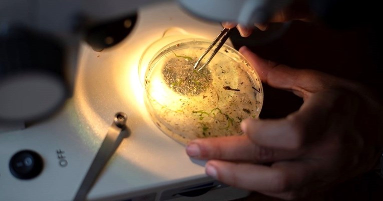 Smrt od kuge u Arizoni pokazuje da podmukla bolest nikad nije nestala