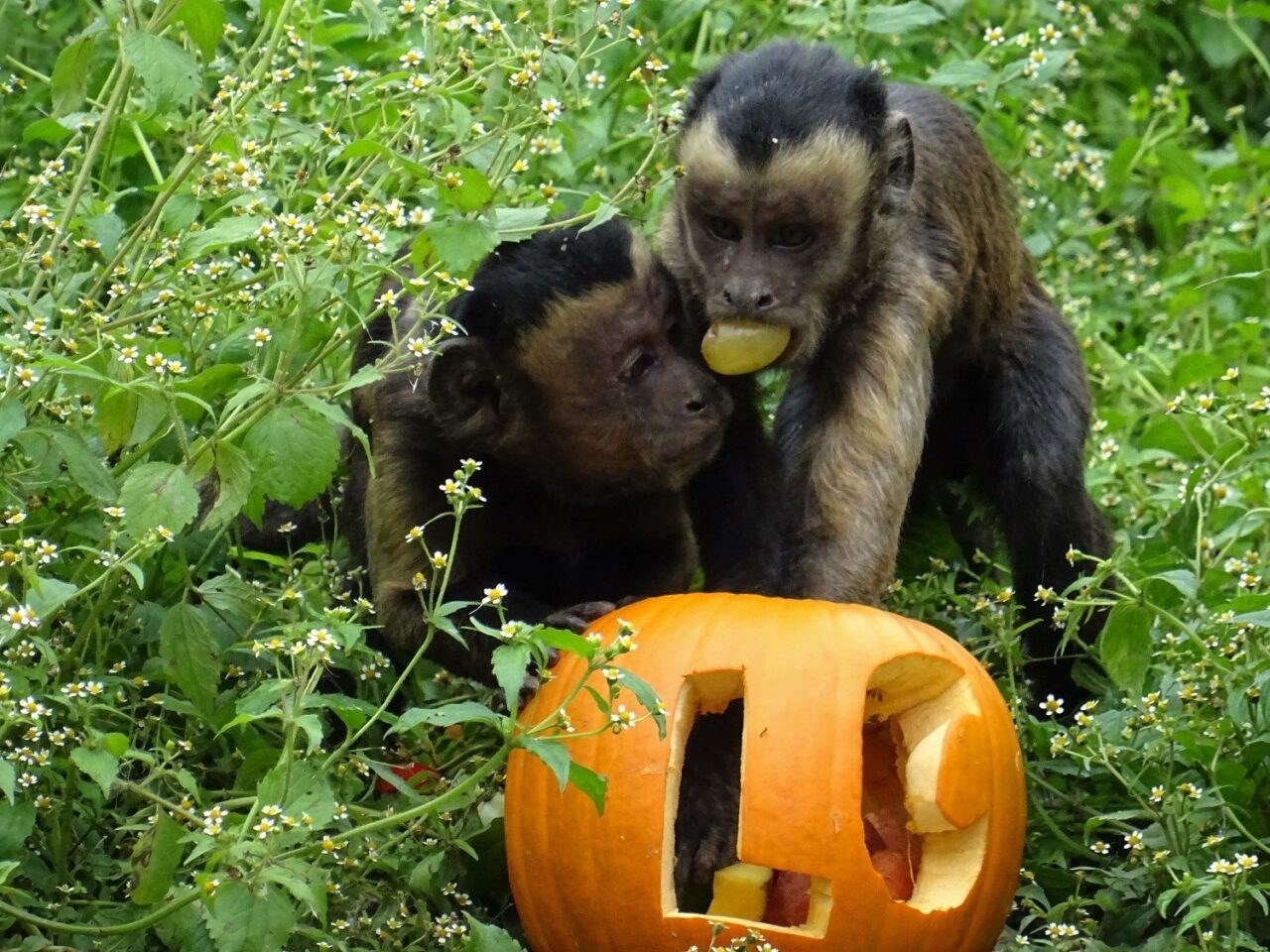 Pogledajte kako je izgledalo darivanje bundeva životinjama u zagrebačkom ZOO-u