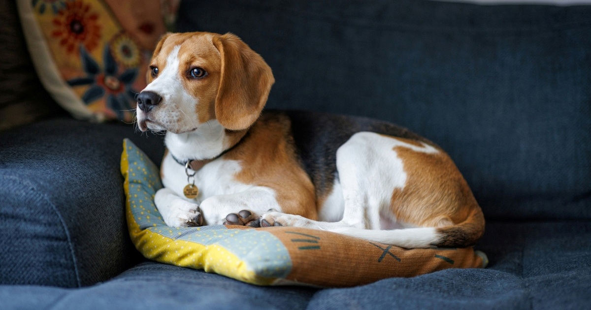 Tri pasmine pasa koje bi trebao izbjegavati svaki početnik, prema mišljenju trenera