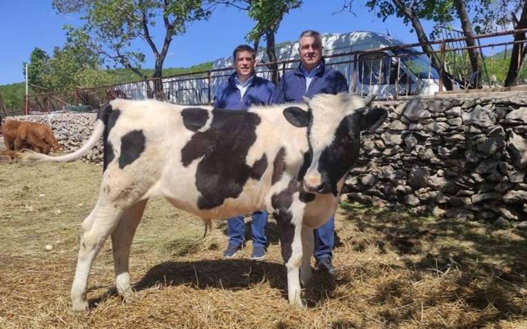 Butković objavio novu fotografiju s kravom