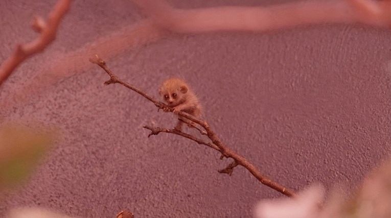 Kažu da je ovo najslađa životinja na svijetu. Prepoznajete li je?