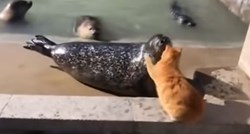 Mačka odjednom ošamarila tuljana, snimka je hit