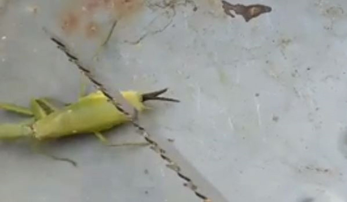 Rastvorio leš bogomoljke, ljude šokiralo ono što je izašlo iz njega