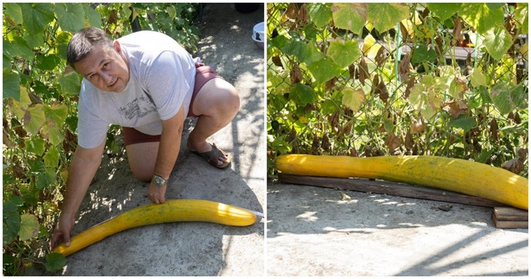 Čovjeku iz Donje Zeline u vrtu narastao divovski krastavac. Dugačak je 109 cm