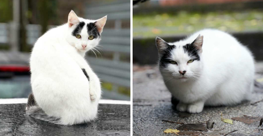 FOTO Ne smeta im ni kiša: Mačke u Zagrebu uživale na ulici i odmarale na automobilima