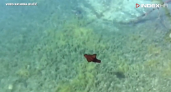 U moru kod Šolte snimljena životinja koju mnogi od nas nikad nisu vidjeli