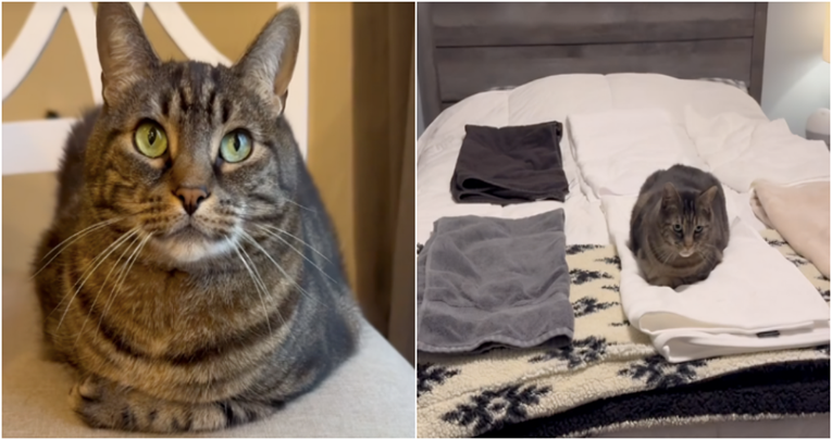 3 milijuna pregleda: Mačak koji zna izabrati najskuplji ručnik postao viralni hit