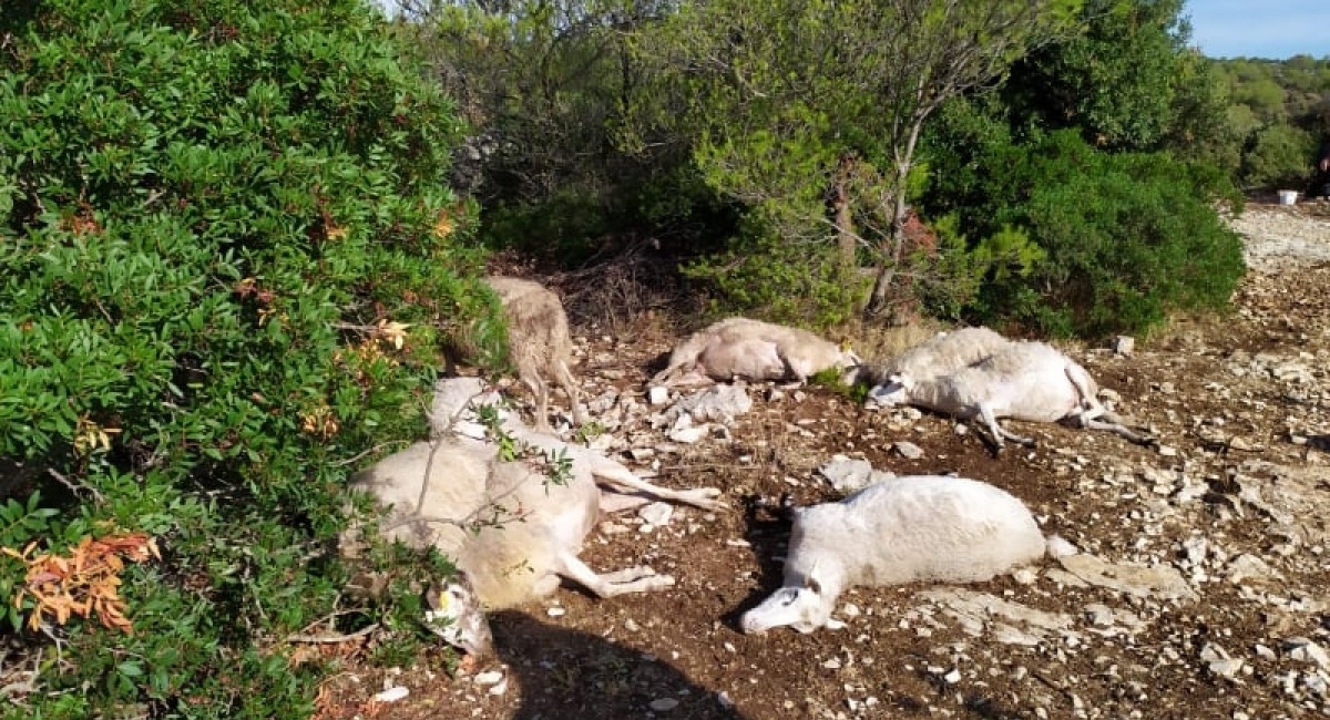 Bračaninu grom ubio 47 ovaca: "Moji otočani su me spasili, darovali su mi 35 janjaca"