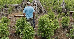 Proizvodnja kokaina u Kolumbiji skočila za 43 posto