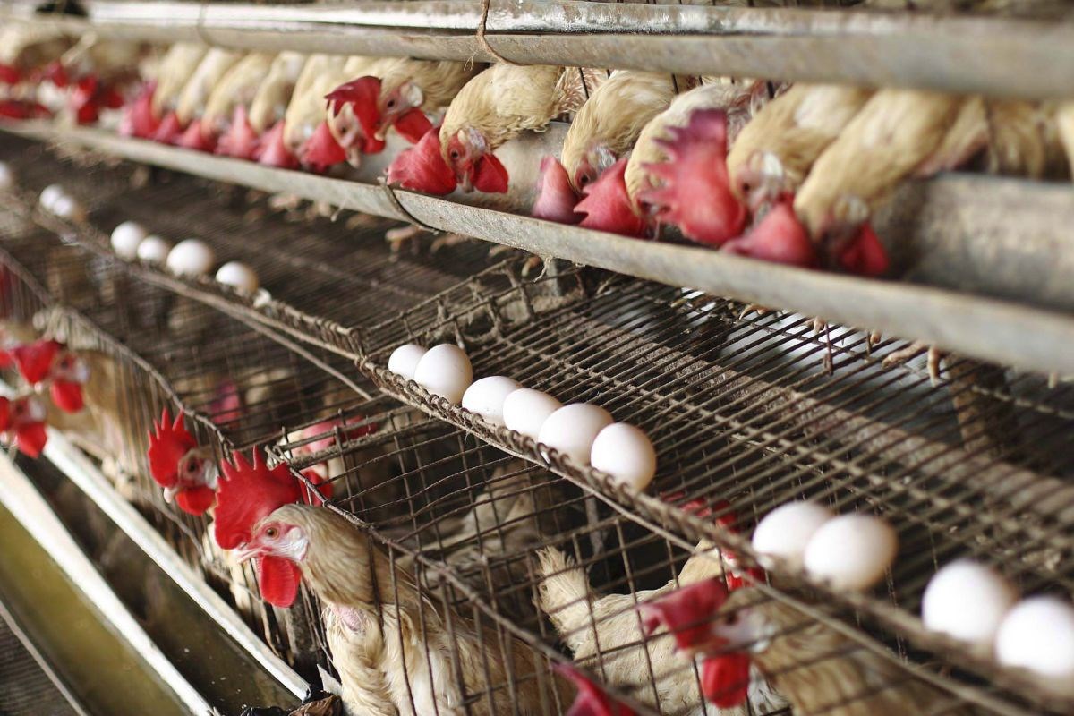 Možemo: Dozvole za megafarmu peradi kod Siska izdane su na nevjerodostojnim podacima