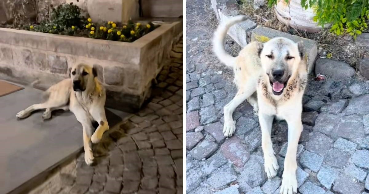Pas tražio hranu ispred hotela, a onda su turisti učinili nešto neočekivano