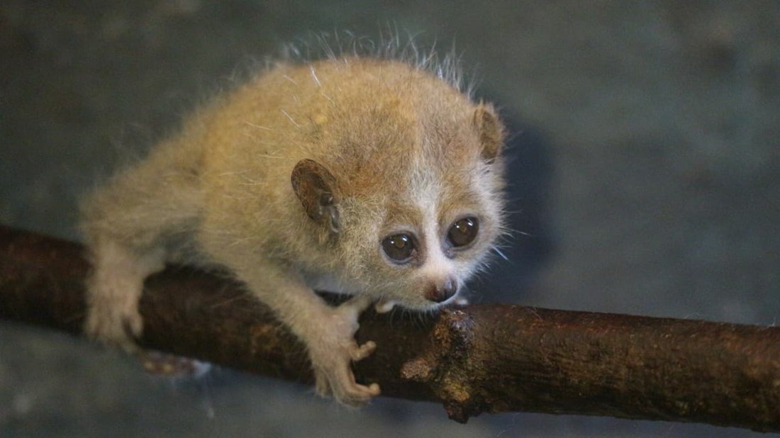 U zagrebačkom ZOO-u na svijet stiglo mladunče jedinog otrovnog primata