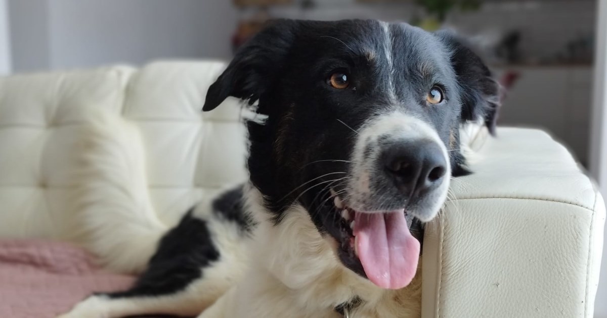 Alf bi se uklopio u svaku obitelj, ali još uvijek nema svoju kućicu u cvijeću