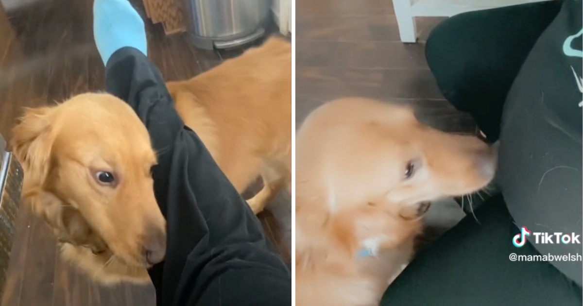 Trudnica snimila trenutak kada ju je retriver pokušao upozoriti da nešto nije u redu