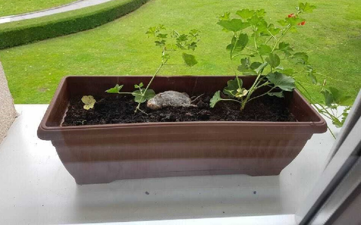 FOTO Dogradonačelnicu Gline prije nekoliko godina u uredu je dočekao mrtvi štakor