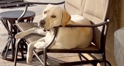 "Gledaju se satima": Labrador u susjedstvu pronašao neočekivanog prijatelja