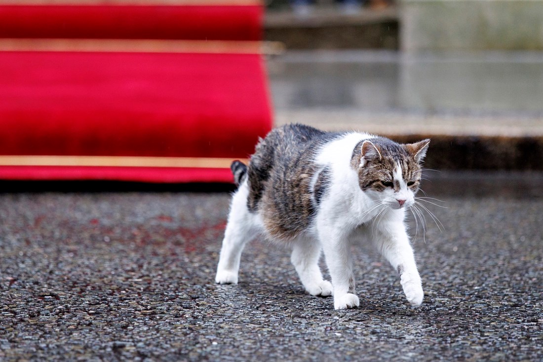 Mačak Larry već 15 godina živi s britanskim premijerima
