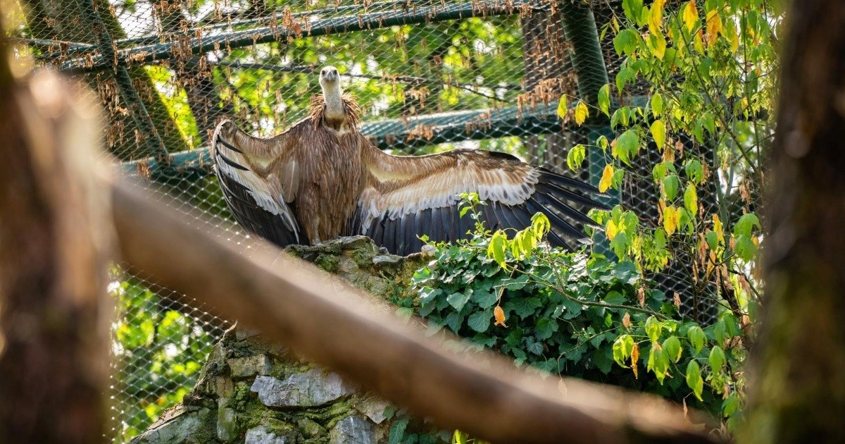 FOTO Bjeloglavi supovi u zagrebačkom ZOO vrtu dobili novu nastambu