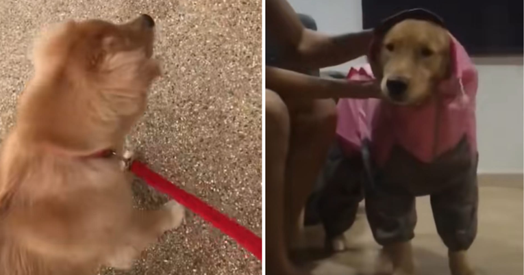 Lista nasumičnih stvari kojih se ovaj zlatni retriver plaši nasmijala je ljude