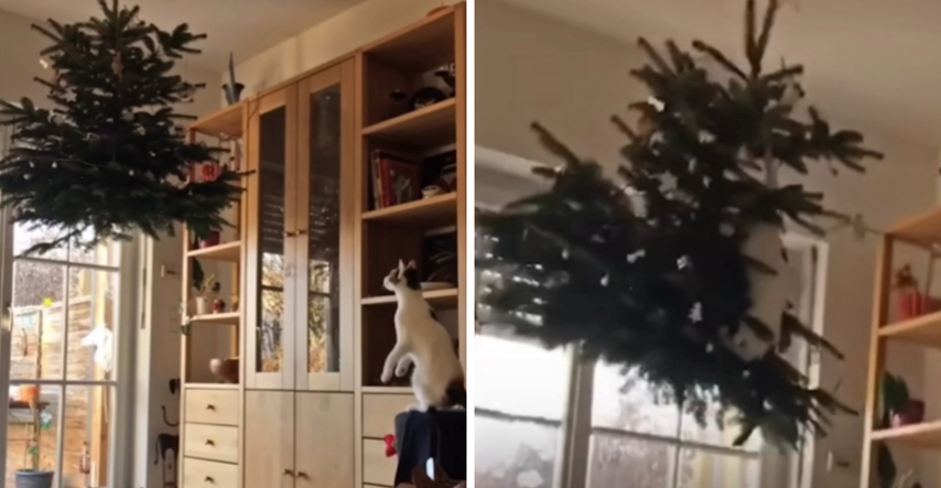 VIDEO Stavili bor na strop kako ga mačke ne bi uništile. Trik im nije upalio