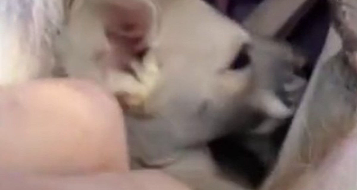 Vlogerica pokazala unutrašnjost klokanovog tobolca i ostavila ljude u nevjerici
