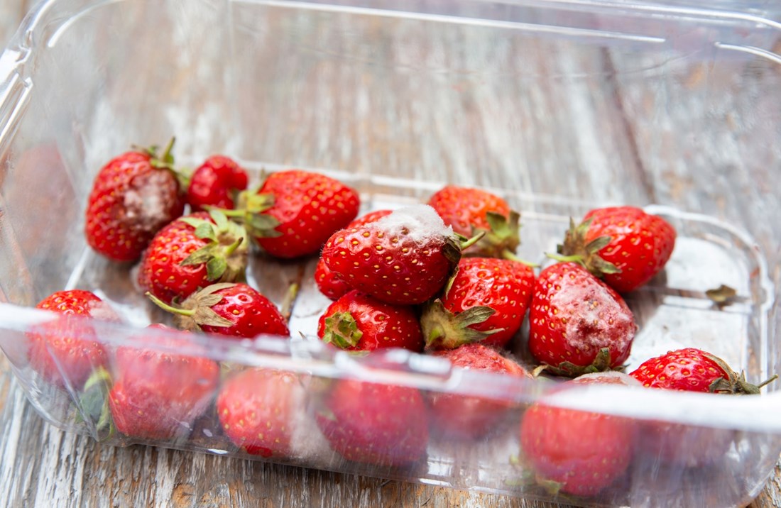 Velike pogreške koje svi rade s jagodama (zbog kojih se brže upljesnive)