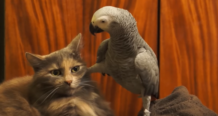 Papiga ugnjavila mačku, a njezina reakcija na to je urnebesna