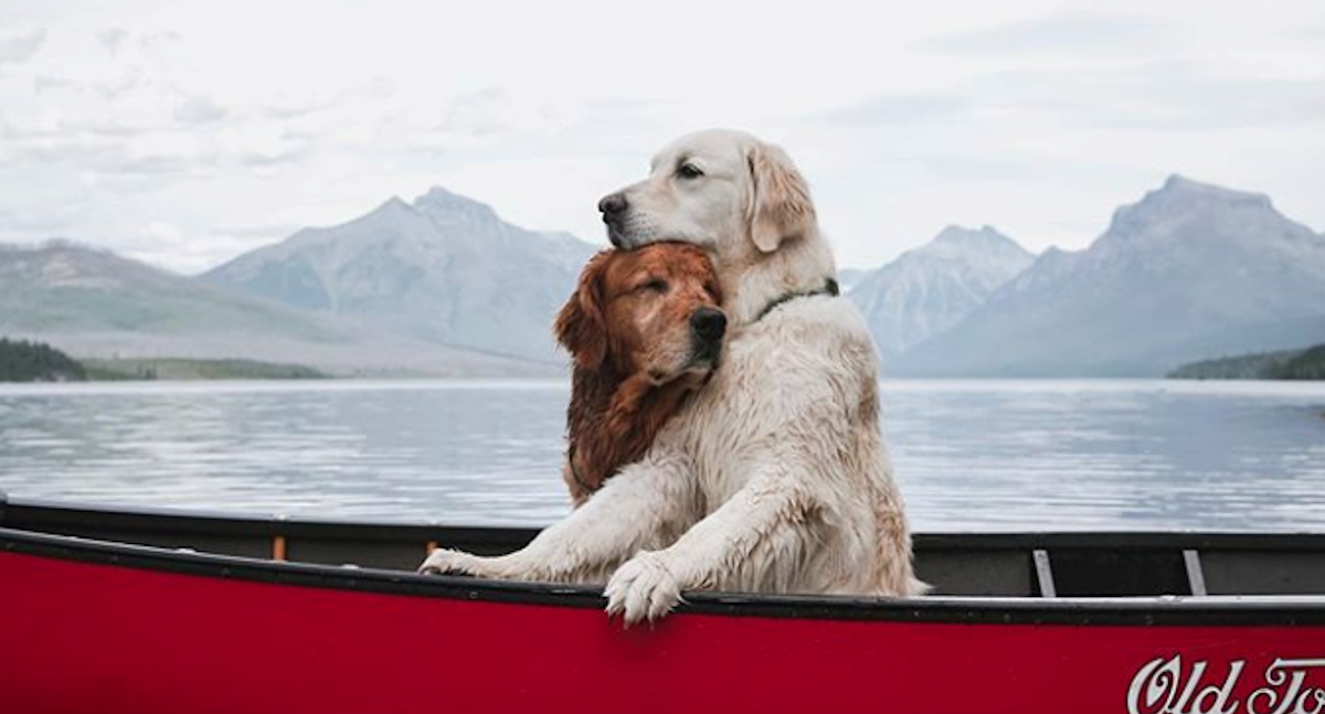 Pas Kiko ima rak, njegov najbolji prijatelj ga tješi i pomaže mu svaki dan
