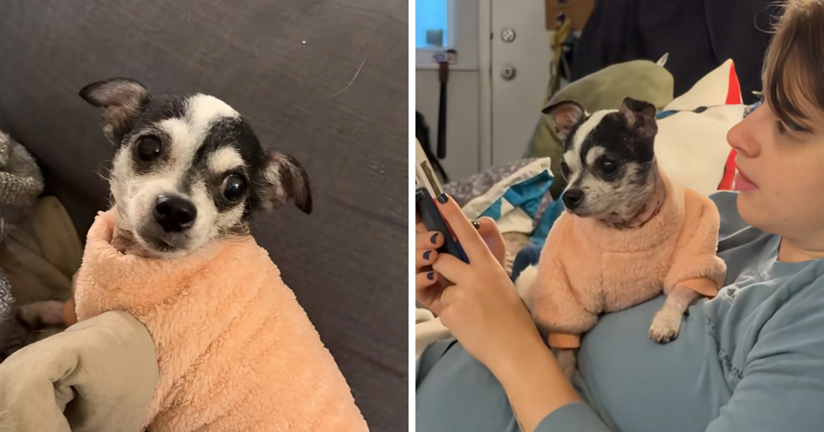 Stariji pas završio u skloništu nakon smrti vlasnika, no priča ima dirljiv obrat