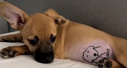 Vlasnica psu stavila lažnu tetovažu, veterinarka objasnila zašto to ne preporučuje