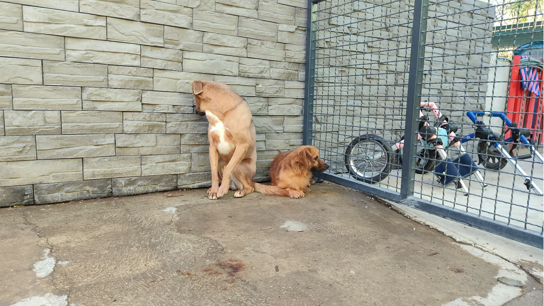 Ice i Ruby su imali teške sudbine. Sad uče ponovno vjerovati, jako se boje