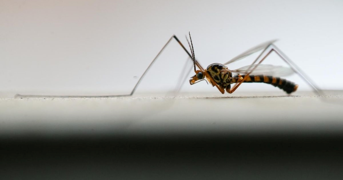 Europljani sve više obolijevaju od bolesti koje prenose komarci