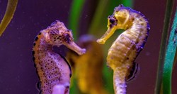 Pulski aquarium bogatiji je za čak 20 morskih konjica