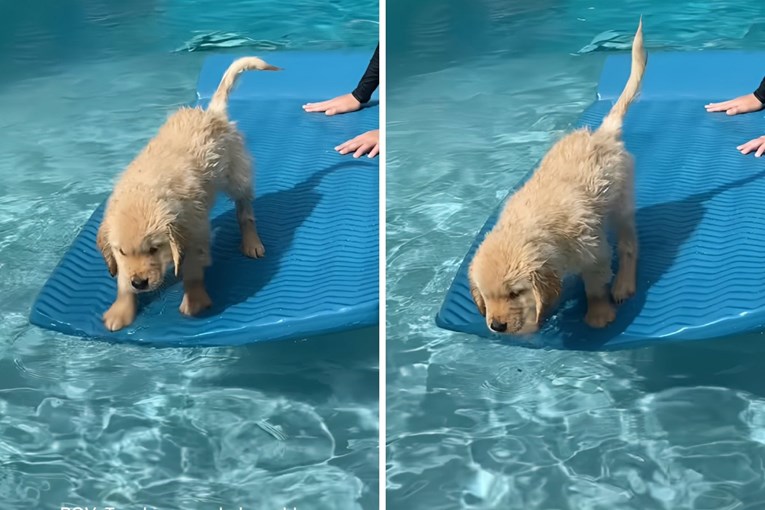 Štene zlatnog retrivera postalo hit nakon smiješnog pada u bazen 😅