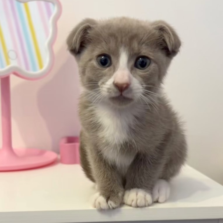 Pola mačka, pola pas? Upoznajte Bilba, mačića koji je zaludio internet