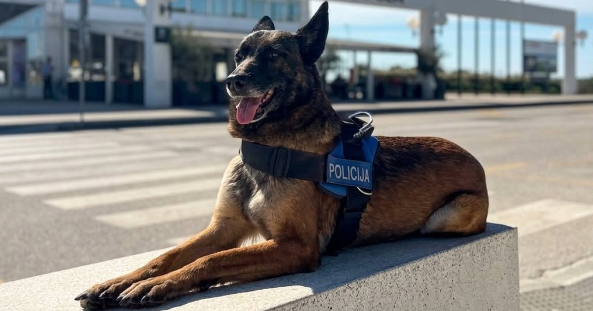 Upoznajte Belu, policijsku njušku koja brine o sigurnosti u pulskoj zračnoj luci